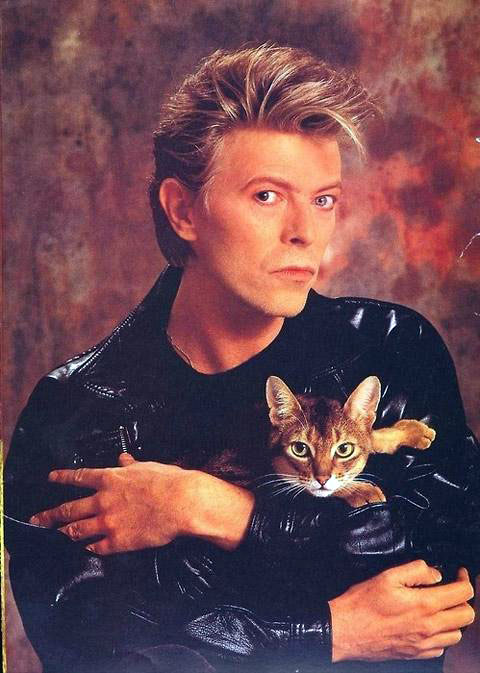 David Bowie y su gato